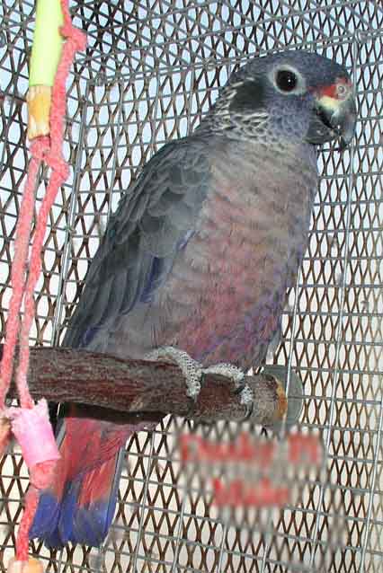 Pionus fuscus 